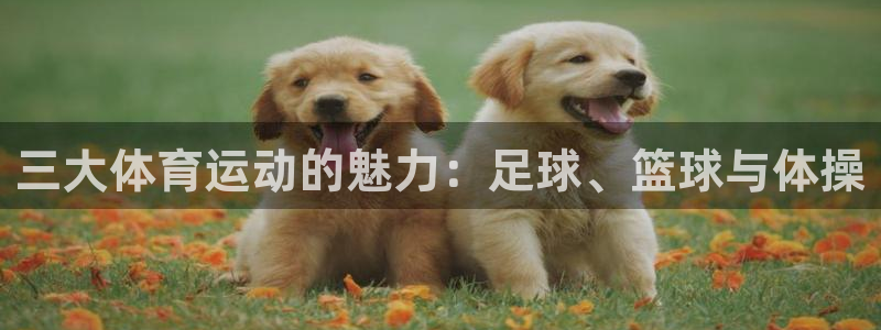 利记官方正版app娱乐代理怎么样：三大体育运动的魅力